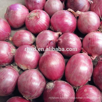 Fabricante de cebolla fresca fabricante Fresh Onion